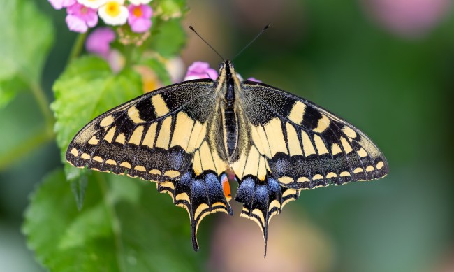 Какво символизират пеперудите? 