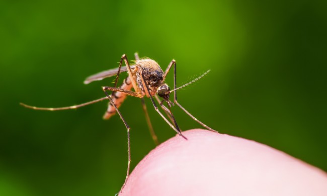 Как да облекчите ухапванията от комари?