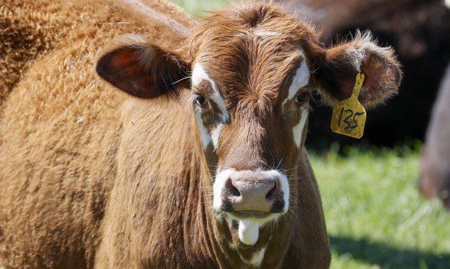 Мълнии убиха 9 крави в Гърция