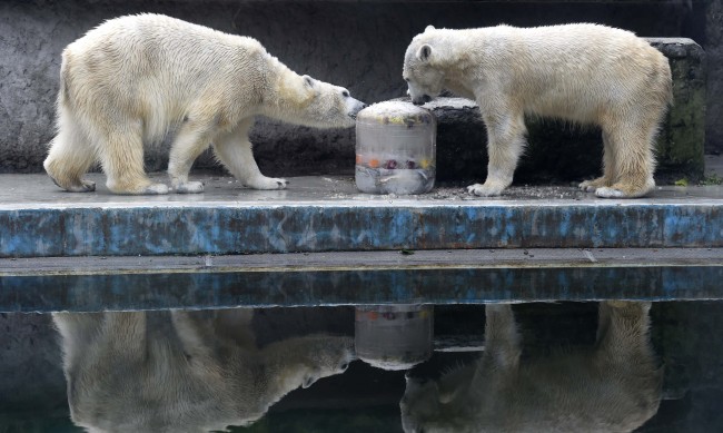 Полярна мечка се удави след груба игра в зоопарк в Канада
