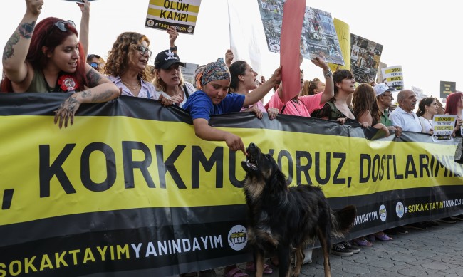 Турция прие закон за справяне с проблема с бездомните кучета