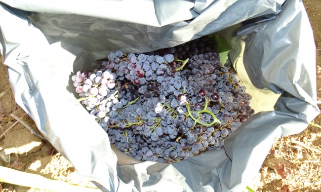 Винопроизводители затвориха пътя Поморие - Слънчев бряг  