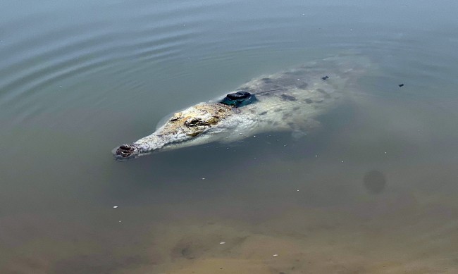 Крокодил изяде рибар пред жена му в Австралия