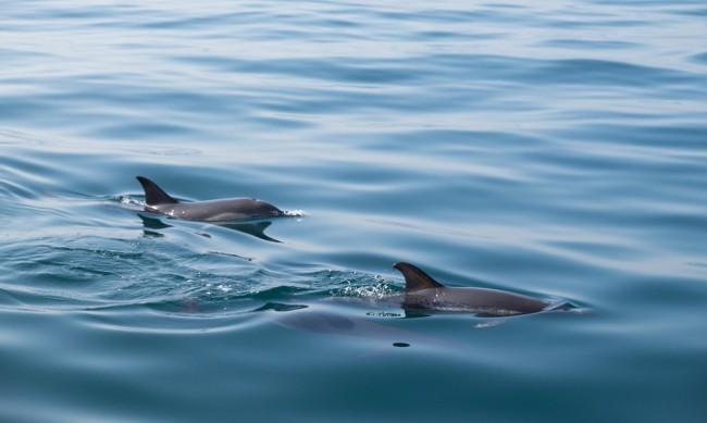 Откриха мъртви делфини край Темза