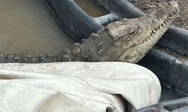 Каква находка! Горски откриха крокодил в дупка край Ботунец 