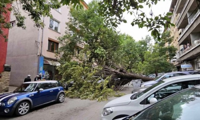 Огромно дърво падна на централна улица в София, няма пострадали