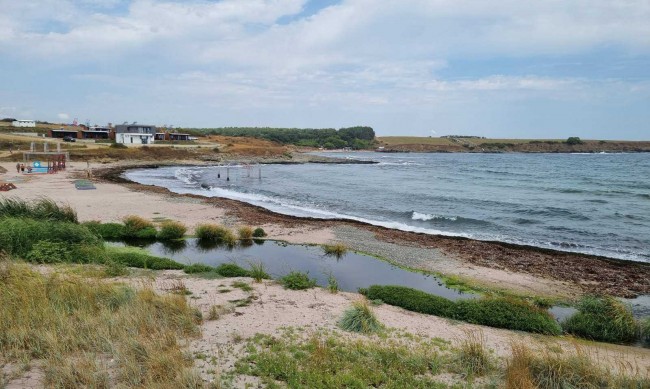 Водите на Черно море са чисти, учени открили нов вид миди