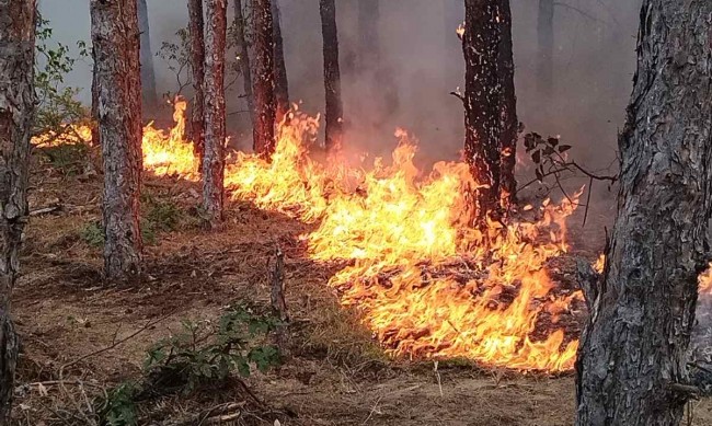 Загасиха пожара в Стара планина под връх Ком