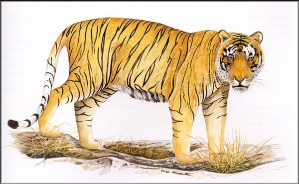 Балийският тигър е обявен за изчезнал животински вид | мРепортер